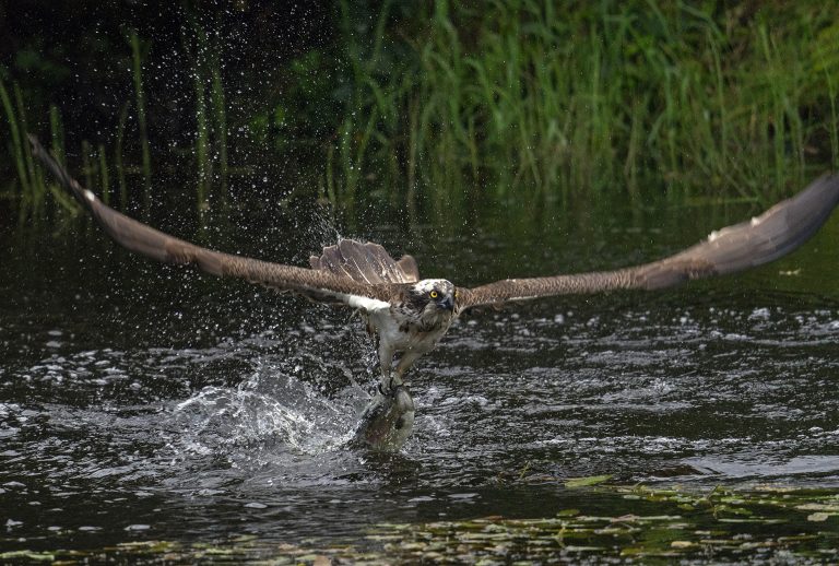 Osprey - Taken on our Scotland Photography Tours
