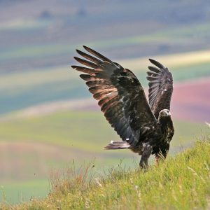 Wildlife photography hide sessions - Photo Tours Spain