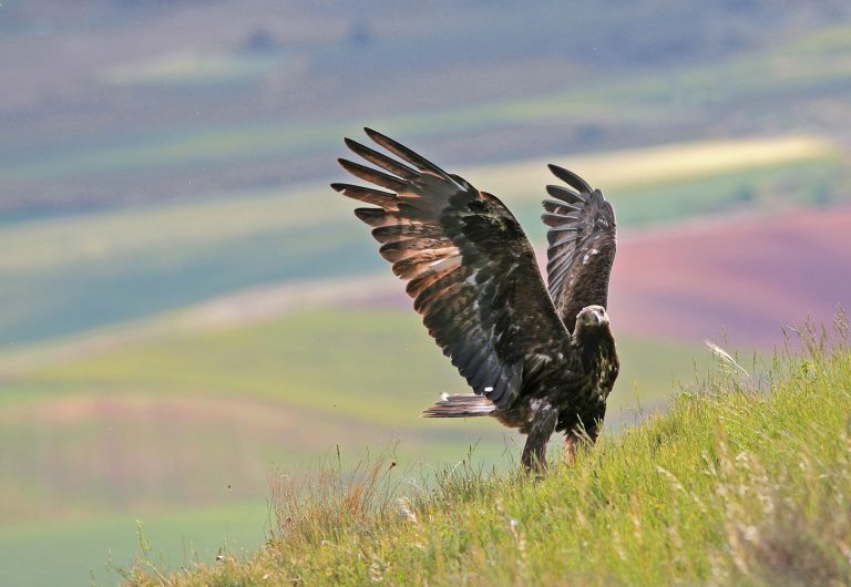 Wildlife photography hide sessions - Photo Tours Spain