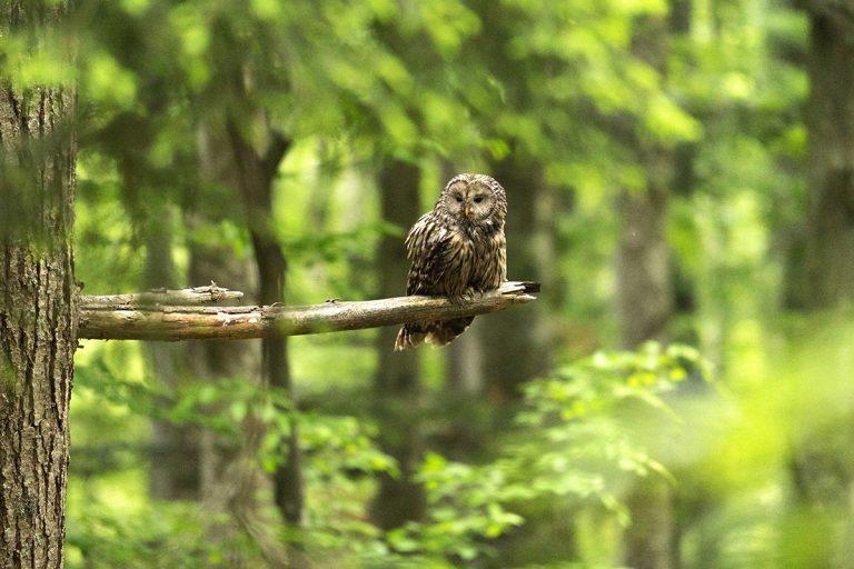 Owl in Slovenia