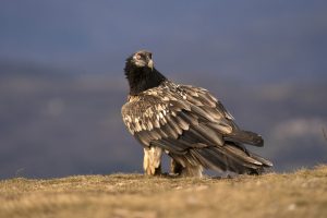 Amazing Vulture Photo Tour - Oct 2025