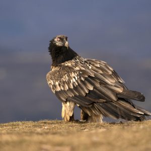 Amazing Vulture Photo Tour - Oct 2025