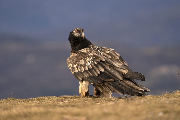Amazing Vulture Photo Tour - Oct 2025